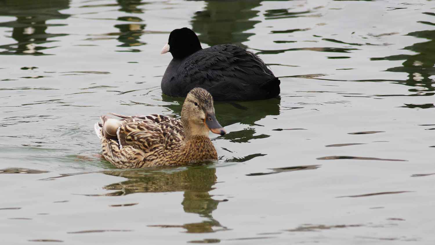 Northern Shoveler